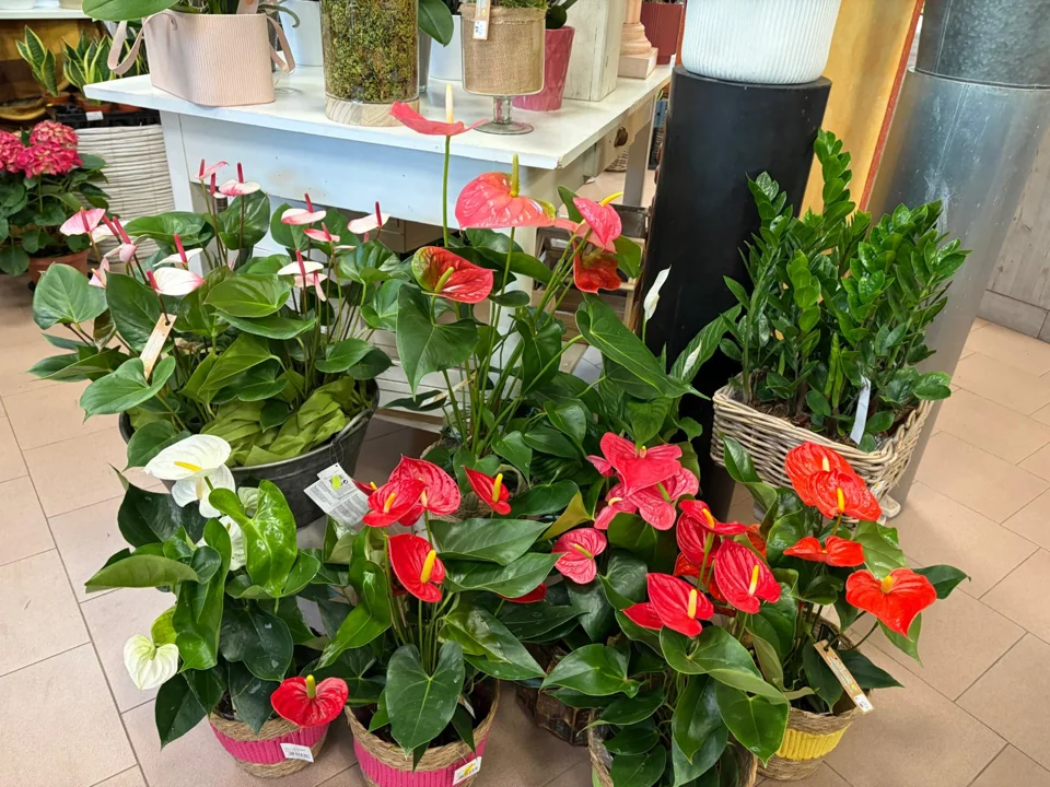 Anthurium in fiore. Il rosso fra le foglie verdi