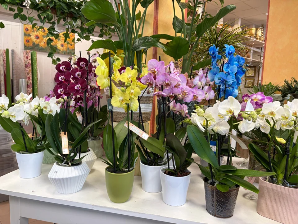 Orchidee bianche, viola e blu esposte dalla Fioreria Main
